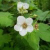 Thimbleberry