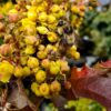 Tall Oregon Grape