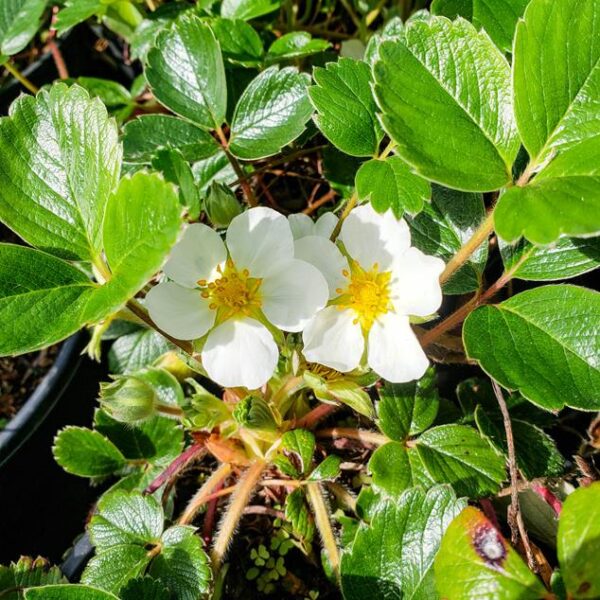 Coastal Strawberry - Plan Bee Native Plants