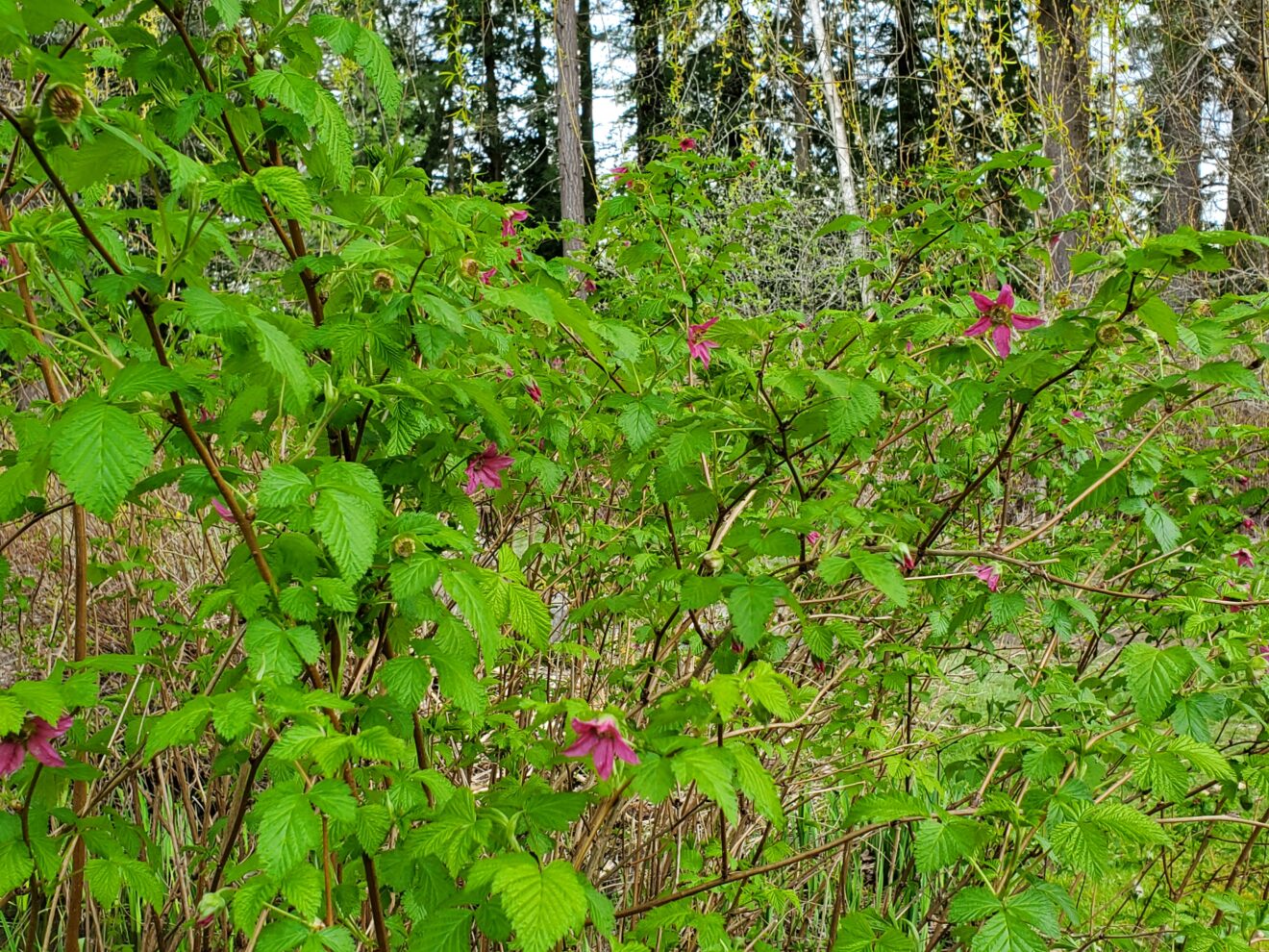 Salmonberry - Plan Bee Native Plants