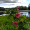 Salmonberry