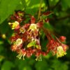 Vine Maple
