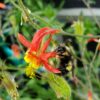 Red Columbine Seeds