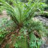 Sword Fern