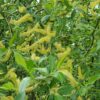 Pacific Willow