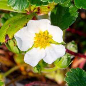 Coastal Strawberry - Plan Bee Native Plants