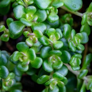 Oregon Stonecrop