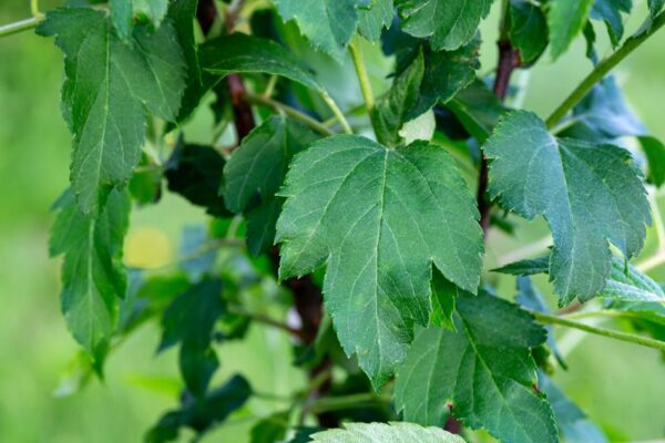 Pacific Crab Apple - Plan Bee Native Plants