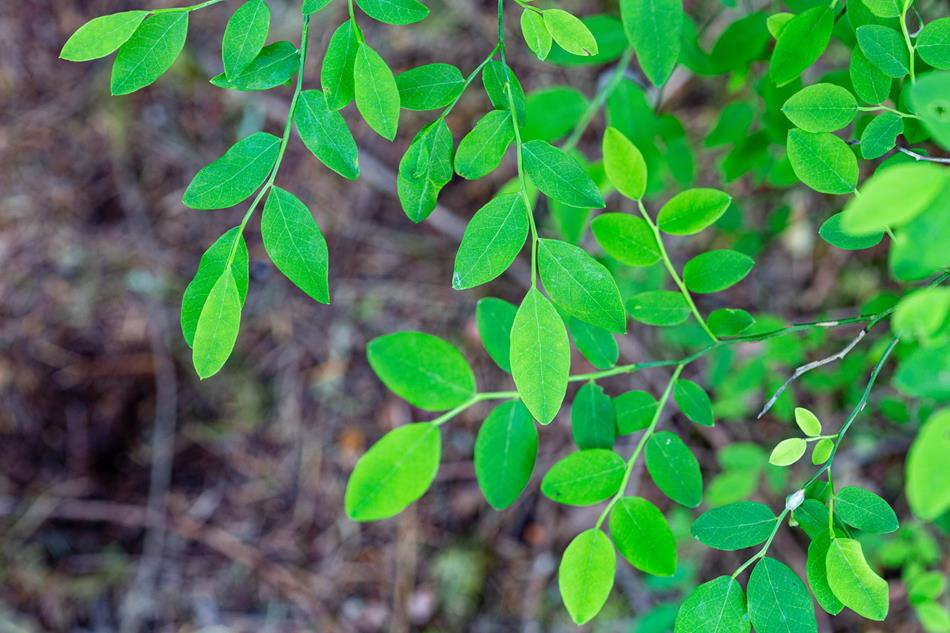 Red Huckleberry Plan Bee Native Plants