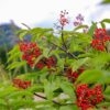 Red Elderberry
