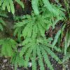 Maidenhair Fern