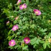 Nootka Rose
