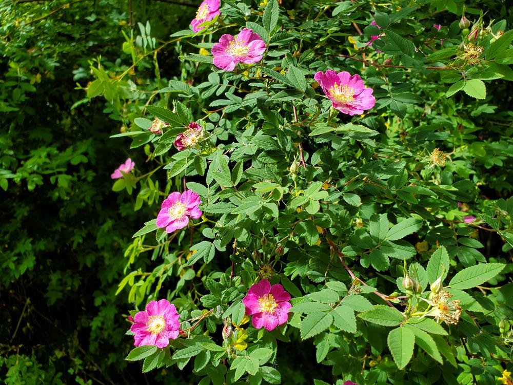 Nootka Rose - Plan Bee Native Plants