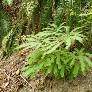 Maidenhair Fern - Plan Bee Native Plants