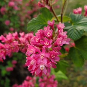 Red Flowering Currant