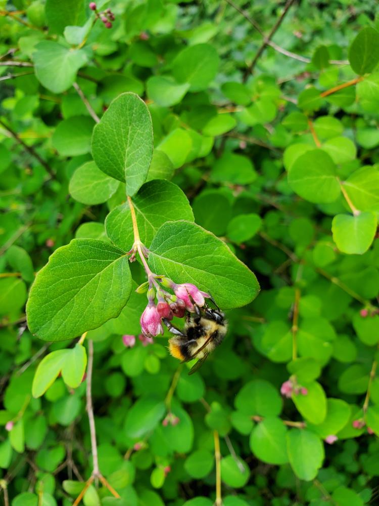Snowberry – Sparrowhawk Native Plants
