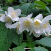 Mock Orange