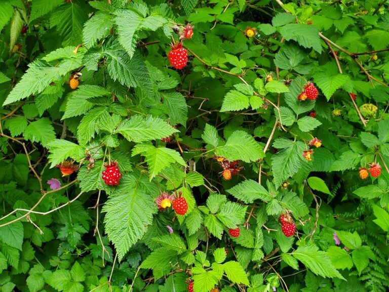 Salmonberry - Plan Bee Native Plants