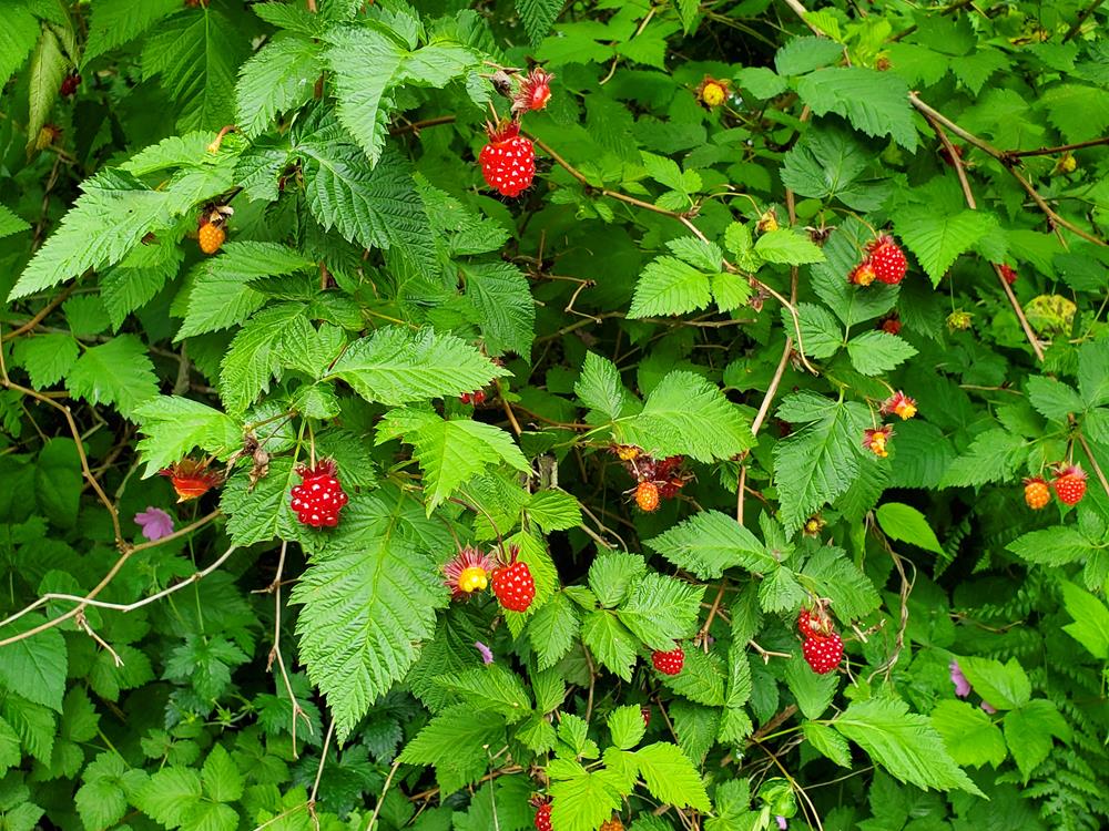 Salmonberry Plan Bee Native Plants