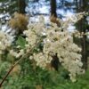 Oceanspray