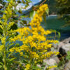 Canada Goldenrod