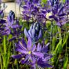 Common Camas