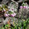 Nodding Onion
