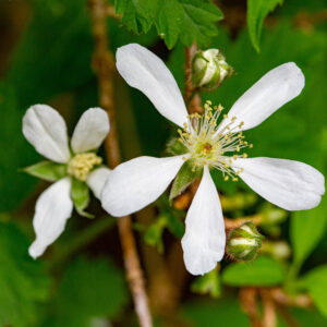 Baldhip Rose - Plan Bee Native Plants