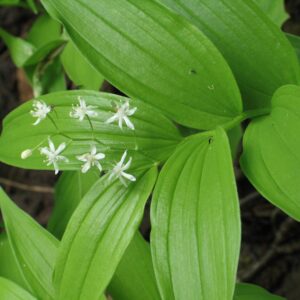 Star-flowered Solomons Seal