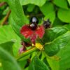 Black Twinberry