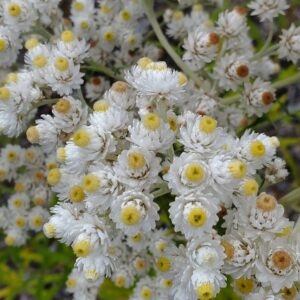 Pearly Everlasting