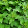 Stinging Nettle