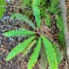 Deer Fern