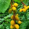 Osoberry (June Plum)