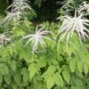 Goat's Beard