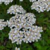 Western Yarrow
