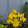 Yellow Monkey Flower