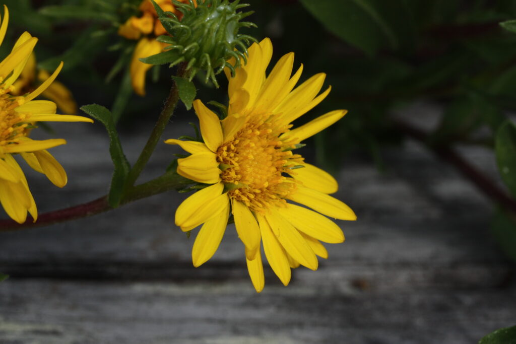 Puget Sound Gumweed Plan Bee Native Plants