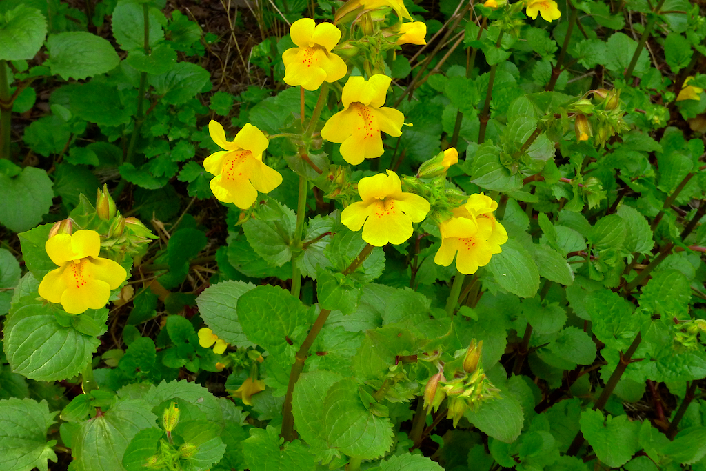 Yellow Monkey Flower - Plan Bee Native Plants