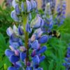 Large-leaved Lupine