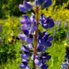 Large-leaved Lupine Seeds