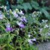 Small Blue-eyed Mary