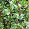 Evergreen Huckleberry
