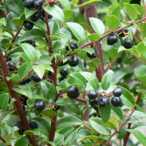Evergreen Huckleberry