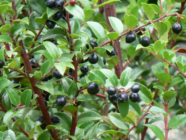 Evergreen Huckleberry - Plan Bee Native Plants