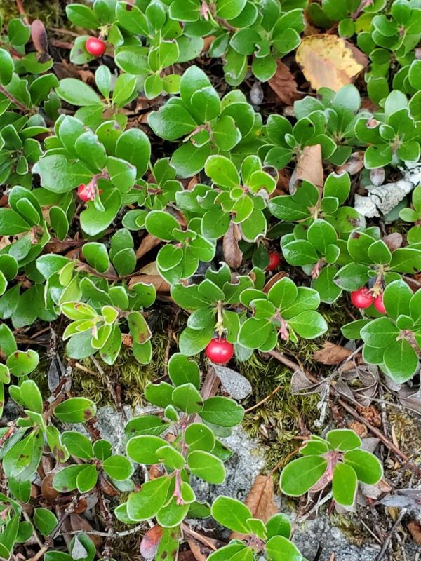 Kinnikinnick - Plan Bee Native Plants