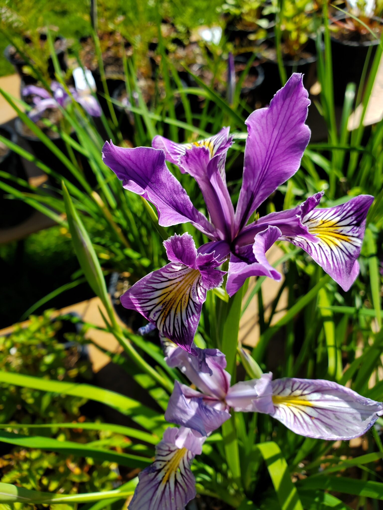 Oregon Iris - Plan Bee Native Plants