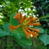 Western Honeysuckle