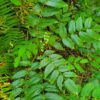 Dull Oregon Grape