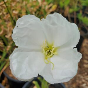 Coastal Strawberry - Plan Bee Native Plants